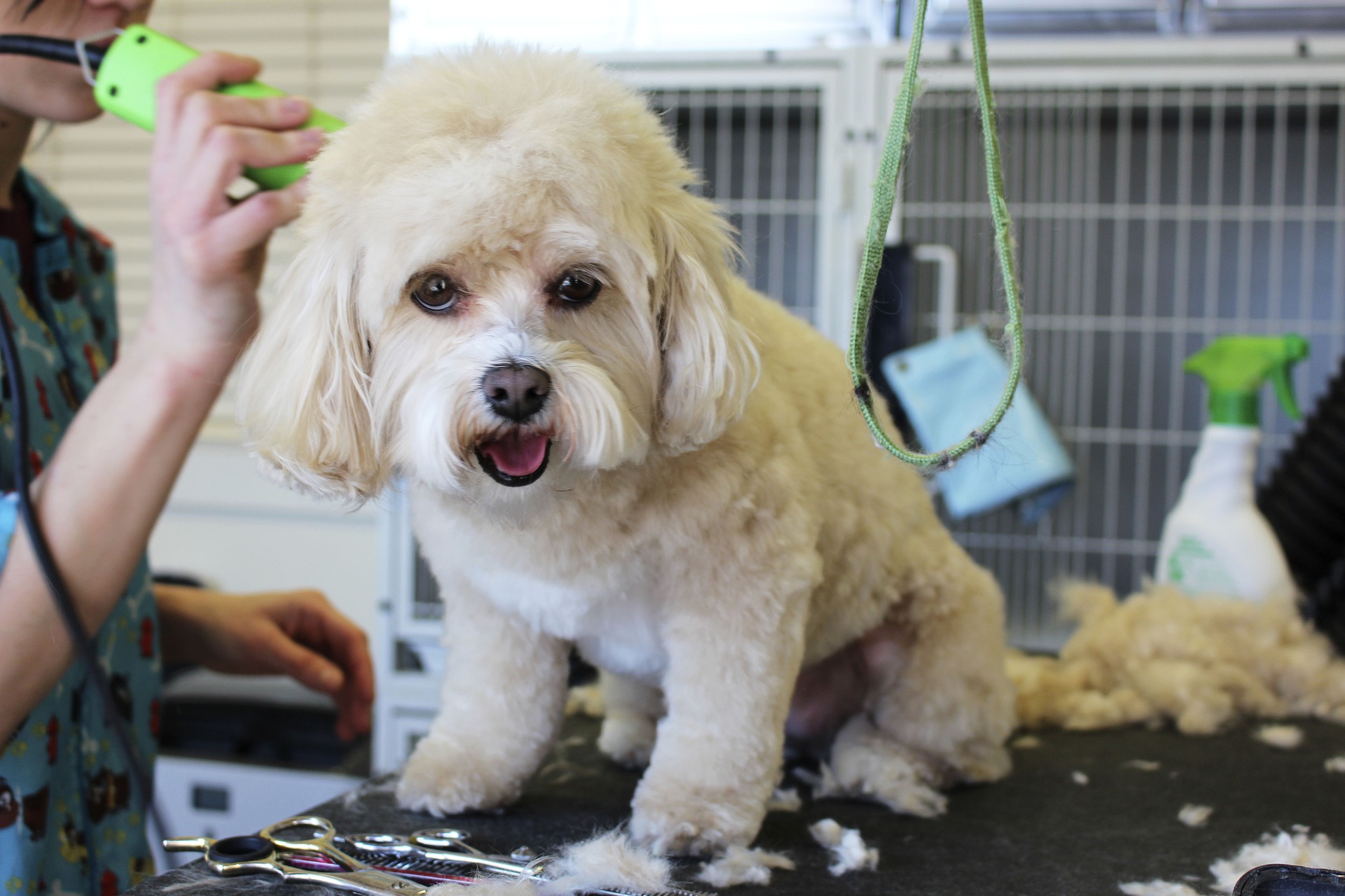 dog groomer seo