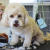 dog groomer seo